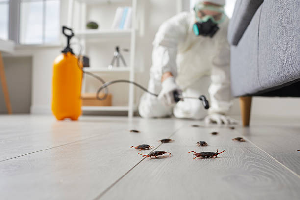 Post-Treatment Bed Bug Interceptor Monitoring in Hickory Creek